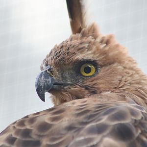 Javan Hawk-eagle (Nisaetus bartelsi)