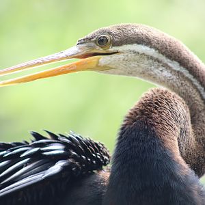 Oriental Darter (Anhinga melanogaster)