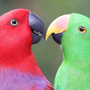 Vosmaer's Eclectus (Eclectus roratus vosmaeri)