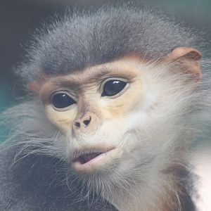 Red-shanked Douc Langur (Pygathrix nemaeus)