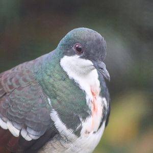 Negros Bleeding-heart (Gallicolumba keayi)