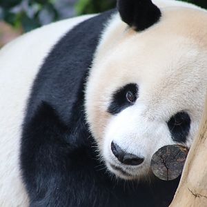 Giant Panda (Ailuropoda melanoleuca)