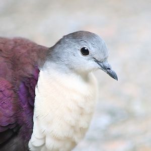 Santa Cruz Ground-dove (Pampusana sanctaecrucis)