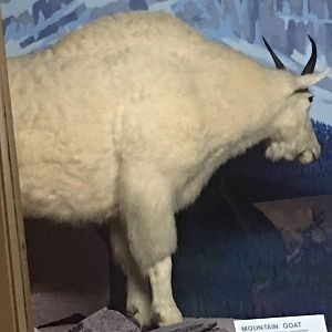 Rocky mountain goat (Oreamnos americanus columbiae)