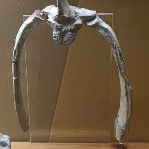 Extinct Camel (Family: Camelidae) Thoracic vertebra (backbone with ribs)