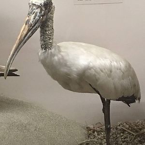 Wood stork (Mycteria americana)