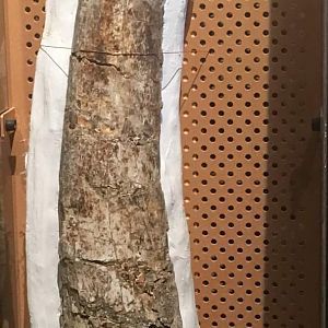 American mastodon (Mammut americanus) tusk