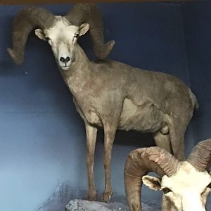 Desert bighorn sheep (Ovis canadensis nelsoni)