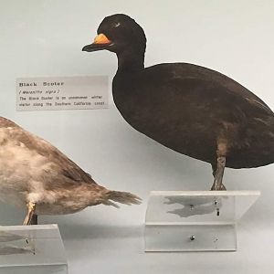 Black scoter (Melanitta nigra)  Female (Left) and Male (Right)