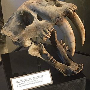 Smilodon californicus skull