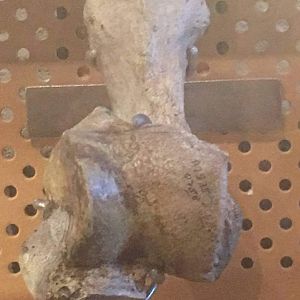 Short faced bear (Arctodus simus) ankle bones