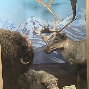 Barren ground muskox, Alaskan wolf, Osborne's caribou diorama display