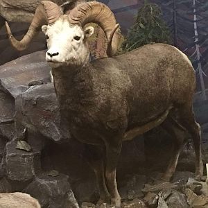 Stones sheep (Ovis dalli stonei)