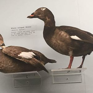 White winged scoter (Melanitta deglandi) Female (Left) and Male (Right)