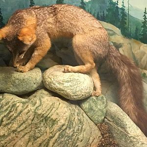 Common gray fox (Urocyon cinereoargenteus)