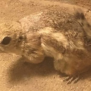 White-tailed antelope squirrel (Ammospermophilus leucurus)