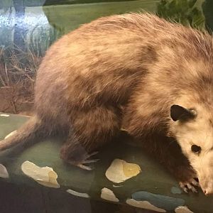 Virginia opossum (Didelphis virginiana)