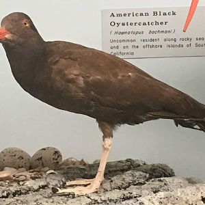 American black oystercatcher (Haematopus bachmani)