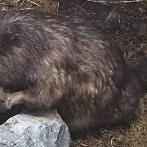 American beaver (Castor canadensis belugae)