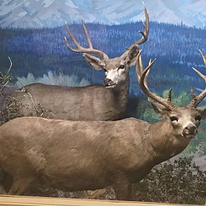 California mule deer (Odocoileus hemionus californicus)