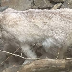 Canada lynx (Lynx canadensis canadensis)