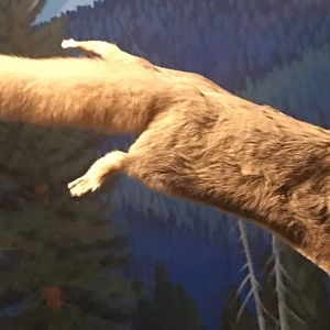 Northern flying squirrel (Glaucomys sabrinus)