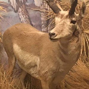 Pronghorn (Antilocapra americana)