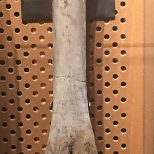 Camelops hesternus forelimb bones