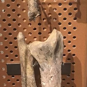 Smilodon sp. (forelimb and foot bones)