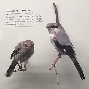 Northern shrike (Lanius excubitor borealis)