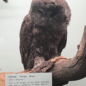 Great gray owl (Strix nebulosa)