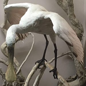 Roseate spoonbill (Platalea ajaja)