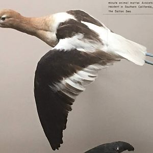 American avocet (Recurvirostra americana)