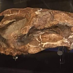 Amynodontopsis bodei (Upper skull)