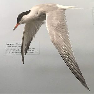 Common tern (Sterna hirundo hirundo)