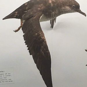 Black vented shearwater (Puffinus opisthomelas)