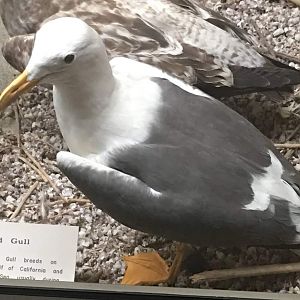 Yellow footed gull (Larus livens)