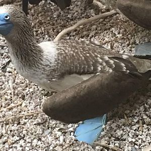 Blue footed booby (Sula nebouxii)