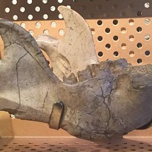 Megalonyx leptostomus (Lower jaw)