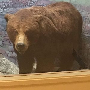 American grizzly bear (Ursus arctos horribilis)