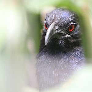 Lesser Coucal (Centropus bengalensis)