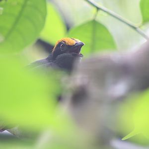 Fiery-browed Starling (Enodes erythrophris)