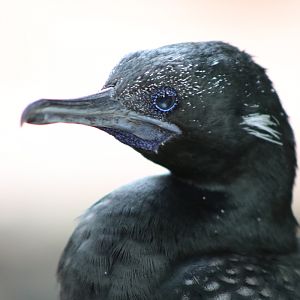 Little Black Cormorant (Phalacrocorax sulcirostris)