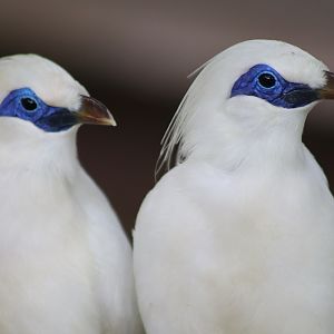 Bali Myna (Leucopsar rothschildi)