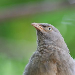 Jungle Babbler (Argya striata)