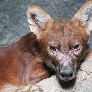 Sumatran Dhole (Cuon alpinus sumatrensis)