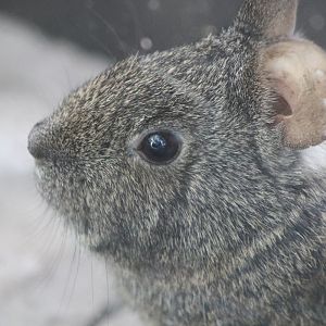 Volcano Rabbit (Romerolagus diazi)