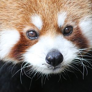 Red Panda (Ailurus fulgens styani)
