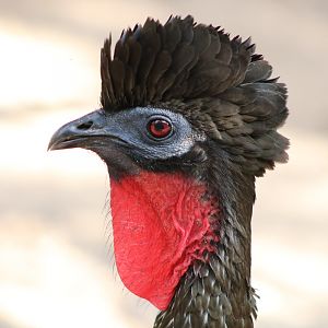 Crested Guan (Penelope purpurascens)