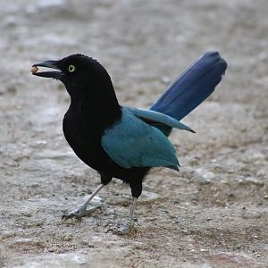 San Blas Jay (Cyanocorax sanblasianus)